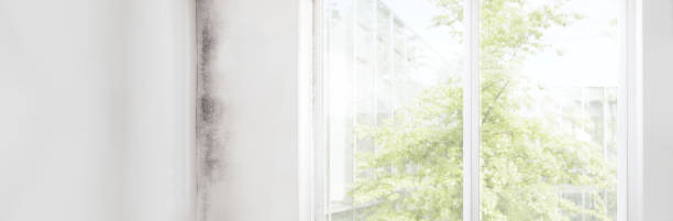 Best Dehumidification Services  in Deer Lodge, MT
