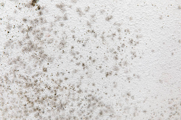 Best Real Estate Mold Inspection  in Deer Lodge, MT